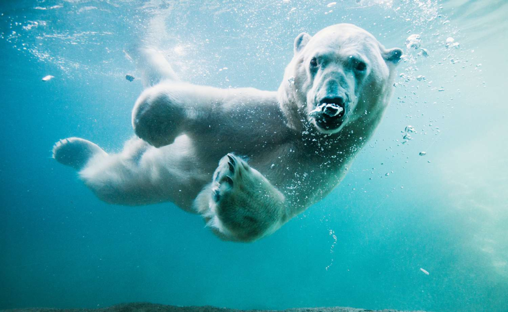 What you need to know about Vancouver's 2024 Polar Bear Swim